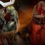 Two Rancho Cucamonga K-9s Locate Missing Woman Who Fell 200 Feet Down Steep Ravine in Inland Empire