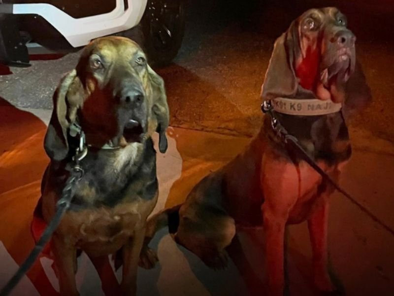 Two Rancho Cucamonga K-9s Locate Missing Woman Who Fell 200 Feet Down Steep Ravine in Inland Empire