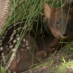 World's Smallest Deer Species Pudu Fawn Born at San Diego Zoo Safari Park California &mdash; Tiny Female Already Exploring Habitat Alongside Mother Posey
