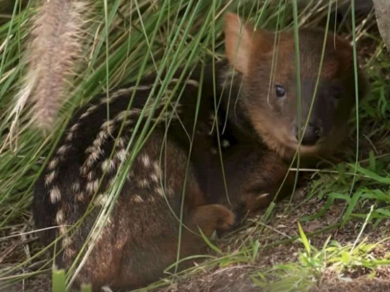 World's Smallest Deer Species Pudu Fawn Born at San Diego Zoo Safari Park California — Tiny Female Already Exploring Habitat Alongside Mother Posey