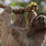 55 Sloths Dead Linked to Failed Sloth World Attraction in Orlando Florida Triggers Emergency Order to Stop All Sloth Imports as Stricter Exotic Animal Laws Demanded
