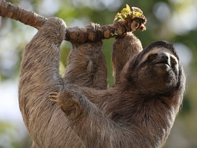 55 Sloths Dead Linked to Failed Sloth World Attraction in Orlando Florida Triggers Emergency Order to Stop All Sloth Imports as Stricter Exotic Animal Laws Demanded