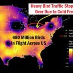 680 Million Birds in Flight Across US Forced Down by Cold Front Over Northern Ohio Creating Exceptional Birdwatching Opportunity Sunday Morning for Birders