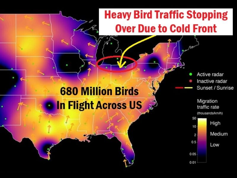 680 Million Birds in Flight Across US Forced Down by Cold Front Over Northern Ohio Creating Exceptional Birdwatching Opportunity Sunday Morning for Birders