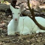 Beloved Rare Albino White Doe Dies After Being Struck by Vehicle Near 12 Mile Road and Halsted Road in Farmington Hills Michigan