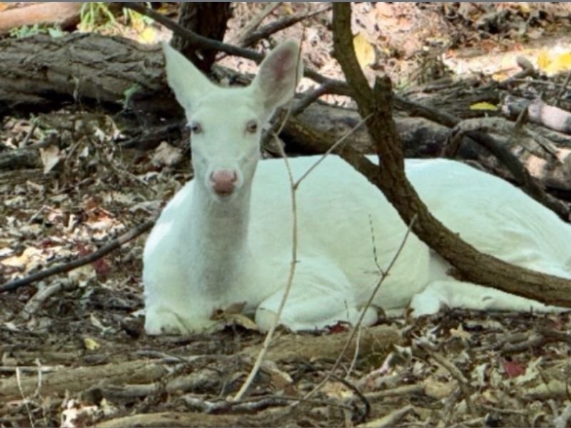 Beloved Rare Albino White Doe Dies After Being Struck by Vehicle Near 12 Mile Road and Halsted Road in Farmington Hills Michigan