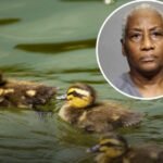 Florida Woman Faces 11 Felony Animal Cruelty Charges After Intentionally Running Over 11 Baby Ducklings Multiple Times in Jacksonville Residential Neighborhood