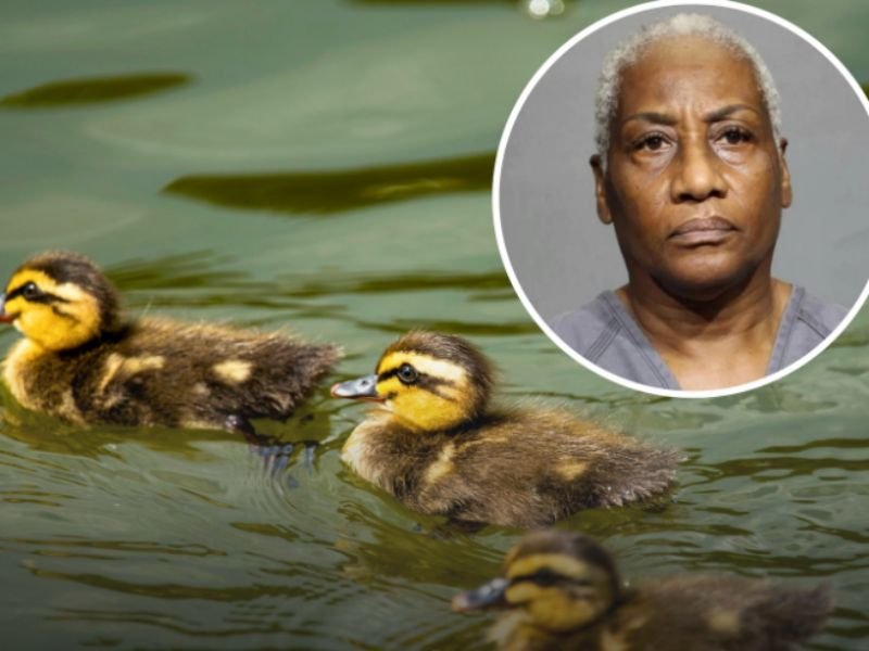 Florida Woman Faces 11 Felony Animal Cruelty Charges After Intentionally Running Over 11 Baby Ducklings Multiple Times in Jacksonville Residential Neighborhood
