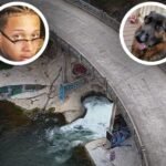 Man Drowns at Rock Creek Bridge in El Dorado County While Trying to Save His Sister's Service Dog During Day Trip
