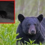 Rare Black Bear Spotted Near I-75 and Woodruff Road in Flat Rock Downriver Michigan With DNR Notified and Investigating as Residents Warned Not to Approach