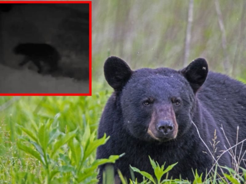 Rare Black Bear Spotted Near I-75 and Woodruff Road in Flat Rock Downriver Michigan With DNR Notified and Investigating as Residents Warned Not to Approach