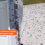 Ashton Idaho Residents Face Bug Infested Nightmare as Millions of Mormon Crickets Invade Homes Near Yellowstone