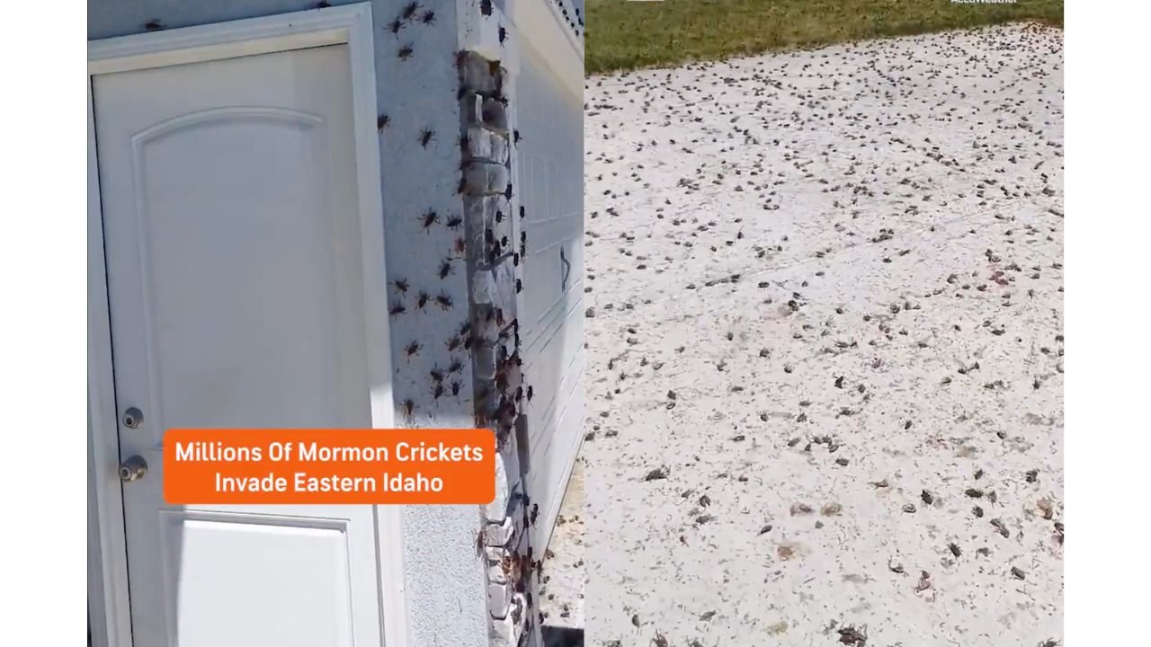 Ashton Idaho Residents Face Bug Infested Nightmare as Millions of Mormon Crickets Invade Homes Near Yellowstone
